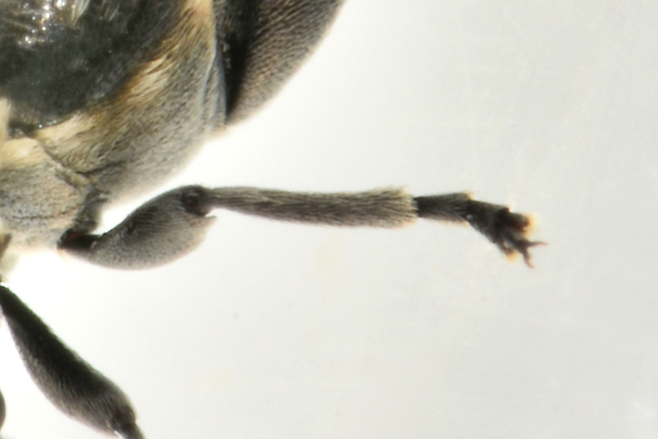 Chrysomelidae Bruchinae: femmina di Bruchus viciae
